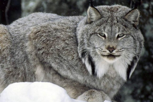 Канадският lynx е грациозен хищник, който заплашва изчезването Канадският lynx е грациозен хищник, който заплашва изчезването
